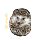 ハリネズミの大福ちゃん（個別スタンプ：6）