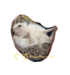 ハリネズミの大福ちゃん（個別スタンプ：7）