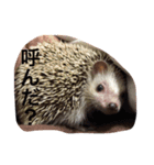 ハリネズミの大福ちゃん（個別スタンプ：10）