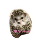 ハリネズミの大福ちゃん（個別スタンプ：11）