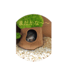ハリネズミの大福ちゃん（個別スタンプ：12）