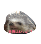 ハリネズミの大福ちゃん（個別スタンプ：14）