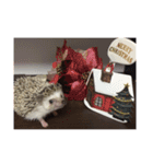 ハリネズミの大福ちゃん（個別スタンプ：16）