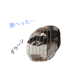 イタグレ さくら（個別スタンプ：7）