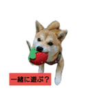 豆柴おまめだよ～色々な言葉達（個別スタンプ：1）