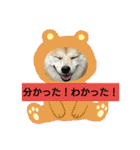 豆柴おまめだよ～色々な言葉達（個別スタンプ：3）