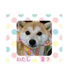 豆柴おまめだよ～色々な言葉達（個別スタンプ：4）
