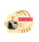 豆柴おまめだよ～色々な言葉達（個別スタンプ：6）