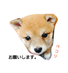 豆柴おまめだよ～色々な言葉達（個別スタンプ：8）