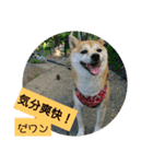 豆柴おまめだよ～色々な言葉達（個別スタンプ：10）
