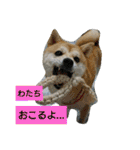 豆柴おまめだよ～色々な言葉達（個別スタンプ：11）