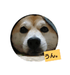 豆柴おまめだよ～色々な言葉達（個別スタンプ：12）