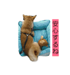 豆柴おまめだよ～色々な言葉達（個別スタンプ：13）