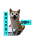豆柴おまめだよ～色々な言葉達（個別スタンプ：14）