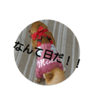 豆柴おまめだよ～色々な言葉達（個別スタンプ：15）