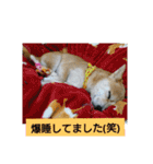 豆柴おまめだよ～色々な言葉達（個別スタンプ：16）