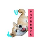 豆柴おまめだよ～色々な言葉達（個別スタンプ：17）