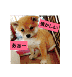 豆柴おまめだよ～色々な言葉達（個別スタンプ：18）