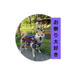 豆柴おまめだよ～色々な言葉達（個別スタンプ：19）