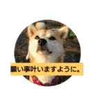 豆柴おまめだよ～色々な言葉達（個別スタンプ：20）