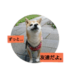 豆柴おまめだよ～色々な言葉達（個別スタンプ：22）