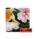 豆柴おまめだよ～色々な言葉達（個別スタンプ：24）