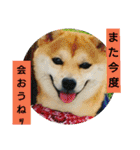 豆柴おまめだよ～色々な言葉達（個別スタンプ：25）