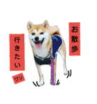 豆柴おまめだよ～色々な言葉達（個別スタンプ：26）
