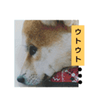 豆柴おまめだよ～色々な言葉達（個別スタンプ：27）
