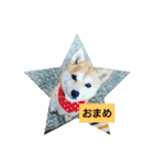 豆柴おまめだよ～色々な言葉達（個別スタンプ：28）