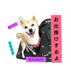 豆柴おまめだよ～色々な言葉達（個別スタンプ：29）