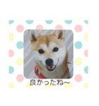 豆柴おまめだよ～色々な言葉達（個別スタンプ：30）