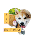 豆柴おまめだよ～色々な言葉達（個別スタンプ：34）