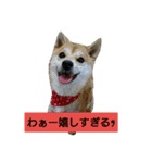豆柴おまめだよ～色々な言葉達（個別スタンプ：39）