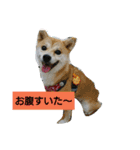 豆柴おまめだよ～色々な言葉達（個別スタンプ：40）