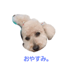 トイプードル ハル（個別スタンプ：4）
