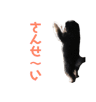犬家族のスタンプ2（個別スタンプ：2）