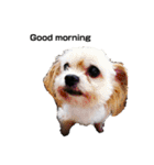 犬家族のスタンプ2（個別スタンプ：3）