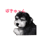 犬家族のスタンプ2（個別スタンプ：9）
