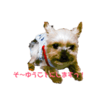 犬家族のスタンプ2（個別スタンプ：17）