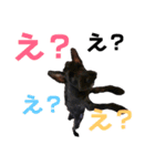 犬家族のスタンプ2（個別スタンプ：27）