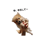 犬家族のスタンプ2（個別スタンプ：39）