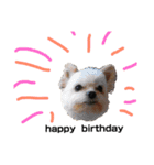 犬家族のスタンプ2（個別スタンプ：40）