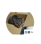 猫屋敷 わさりりあん②（個別スタンプ：1）
