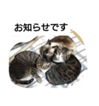 猫屋敷 わさりりあん②（個別スタンプ：2）