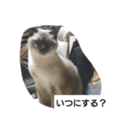猫屋敷 わさりりあん②（個別スタンプ：3）