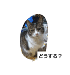 猫屋敷 わさりりあん②（個別スタンプ：4）