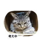 猫屋敷 わさりりあん②（個別スタンプ：5）
