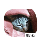 猫屋敷 わさりりあん②（個別スタンプ：7）