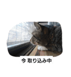 猫屋敷 わさりりあん②（個別スタンプ：8）